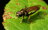 Hoverfly (Xylota segnis)